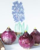 Hyacinthus bollen