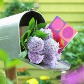Hyacinths in mailbox