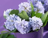 Hyacinthus Bradford