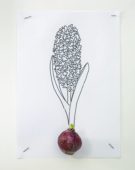 Hyacinthus bulb and sketch