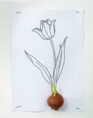 Tulipa bulb and sketch