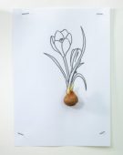 Crocus bulb and sketch