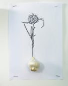 Allium bulb and sketch