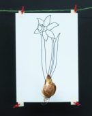 Narcissus bulb and sketch