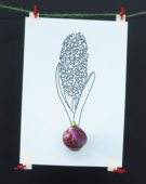 Hyacinthus bulb and sketch