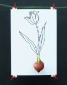 Tulipa bulb and sketch