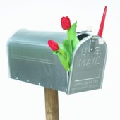 Red tulips in mailbox