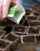 Sowing seeds in jiffy pots