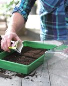 Sowing seeds in coldframe
