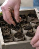 Filling paper seed pots with soil