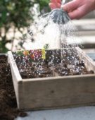 Watering paper seed pots with seeds
