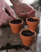 Filling pots with seeds