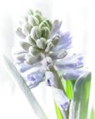 Bevroren Hyacinthus