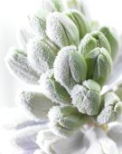 Bevroren Hyacinthus