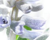 Bevroren Hyacinthus
