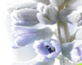Bevroren Hyacinthus