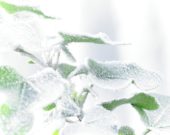 Bevroren Hedera blad