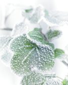 Bevroren Hedera blad