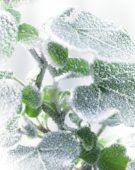 Bevroren Hedera blad