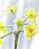Bevroren Narcissus