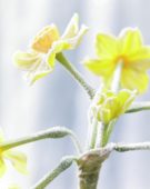 Bevroren Narcissus