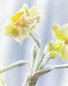 Bevroren Narcissus