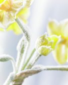 Bevroren Narcissus