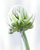 Bevroren Ornithogalum arabicum
