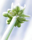 Bevroren Ornithogalum arabicum