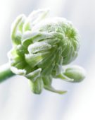 Bevroren Ornithogalum arabicum