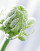 Bevroren Ornithogalum arabicum