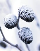 Bevroren Alnus glutinosa