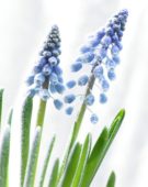 Bevroren Muscari armeniacum