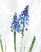Bevroren Muscari armeniacum