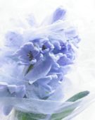 Bevroren Hyacinthus