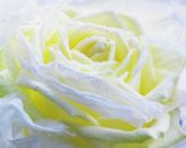 Bevroren witte roos