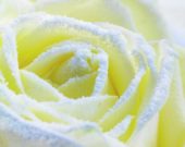 Bevroren witte roos
