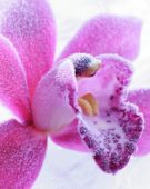 Bevroren orchidee
