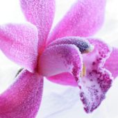 Bevroren orchidee