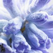 Bevroren Hyacinthus