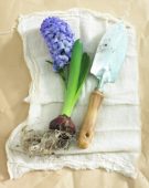 Hyacinth flower and bulb
