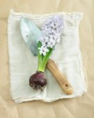 Hyacinth flower and bulb