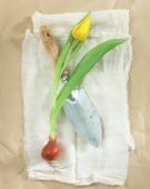 Tulip flower and bulb