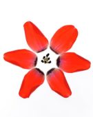 Tulip petals