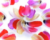 Tulip petals