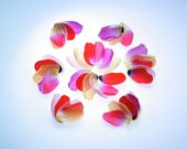 Tulip petals