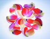 Tulip petals