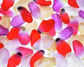 Tulip petals