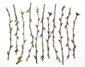 Cherry blossom twigs