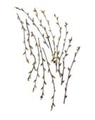 Cherry blossom twigs